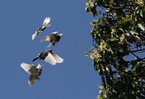 golubovi