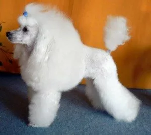 pudlica