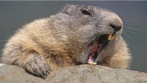 alpine_marmot_yawning_austria_wallpaper-852x480