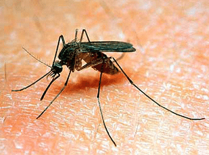 "Građanima koji još imaju neku vrstu animoziteta prema komarcima predlažemo da pokušaju da i pripitome i od njih naprave svoje kućne ljubimce"