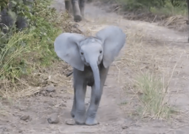 baby elephant