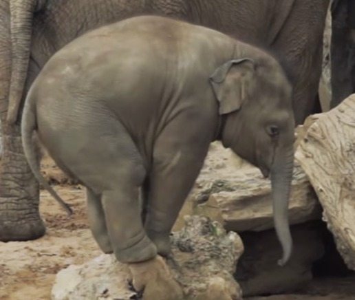 crying-baby-elephant
