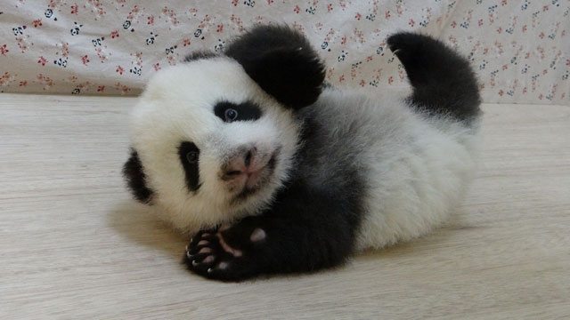 panda