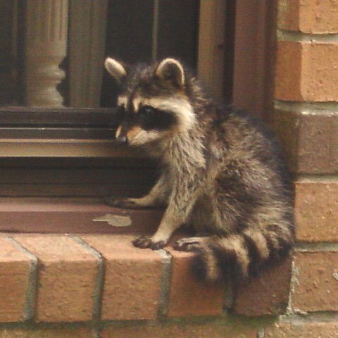 raccoon-baby