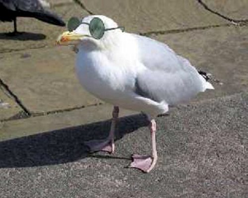 galeb_02POSLE
